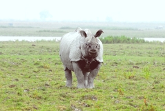 Kaziranga National Park