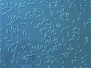 Microalgae Biofuel
