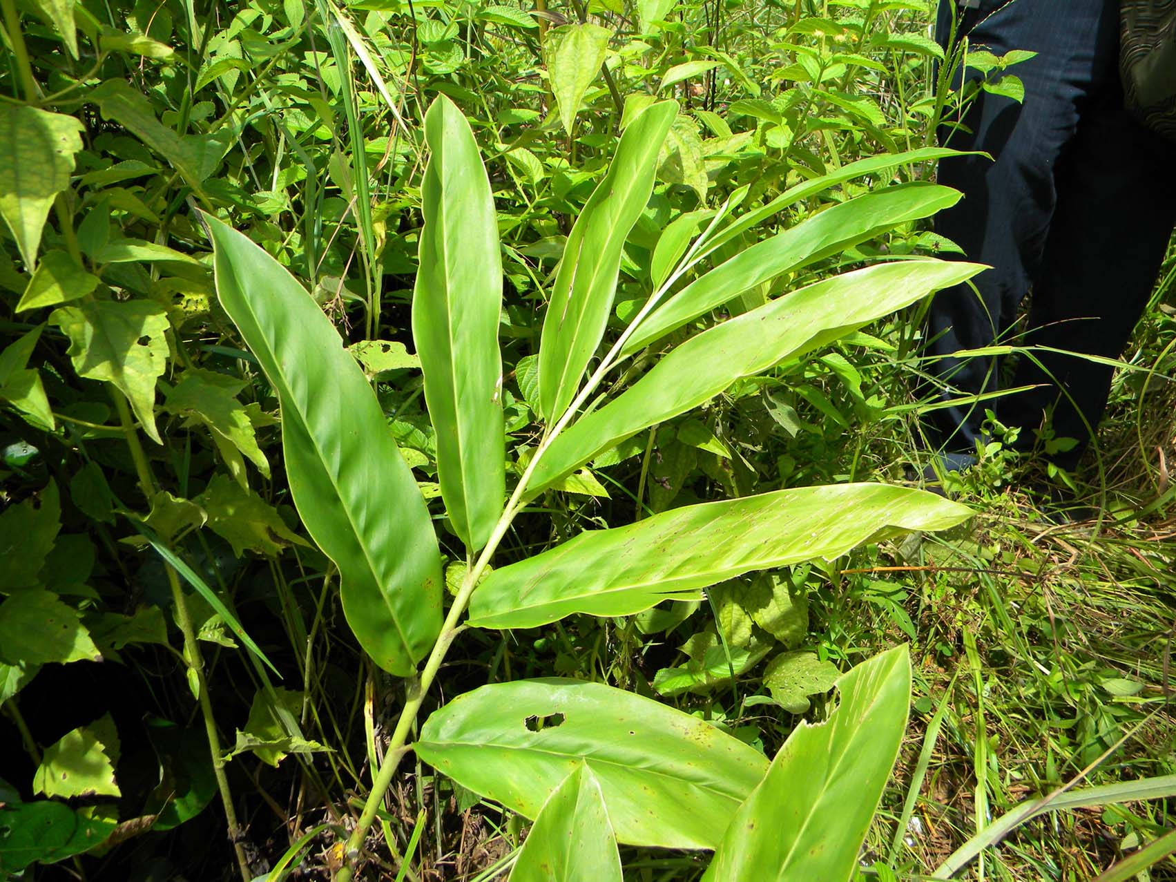 Alpinia galanga Leaves