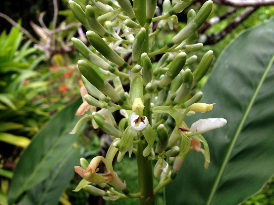 Alpinia galanga Inflorescence