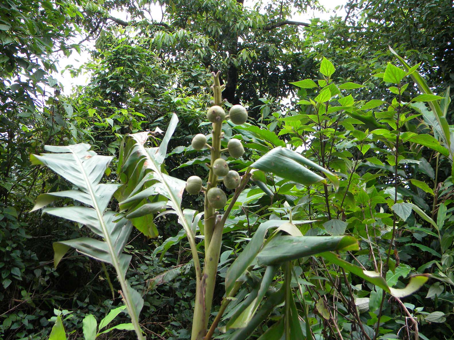 Alpinia malaccensis Plant