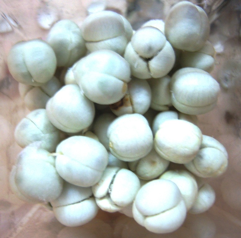 A. nigra Dehusked Fruits