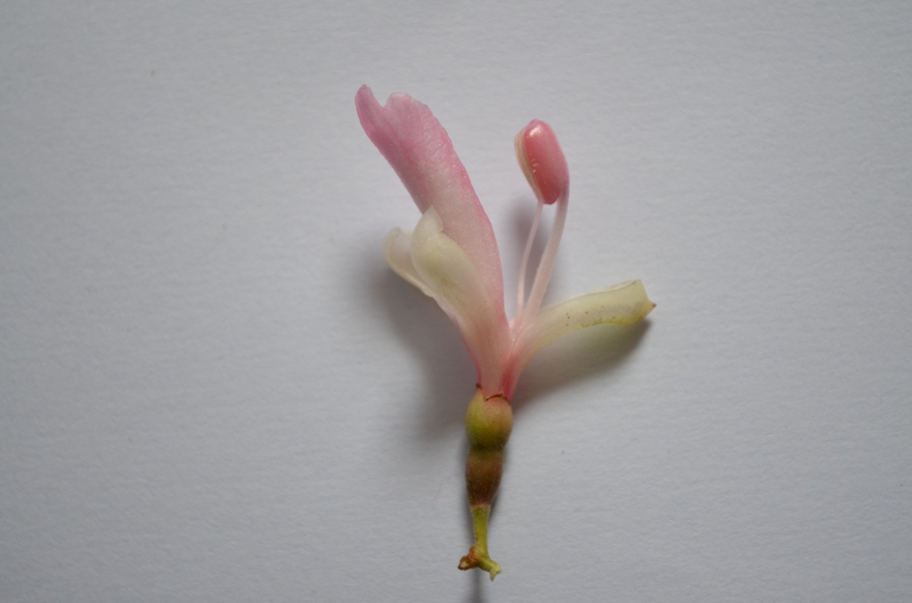 A. nigra Flower