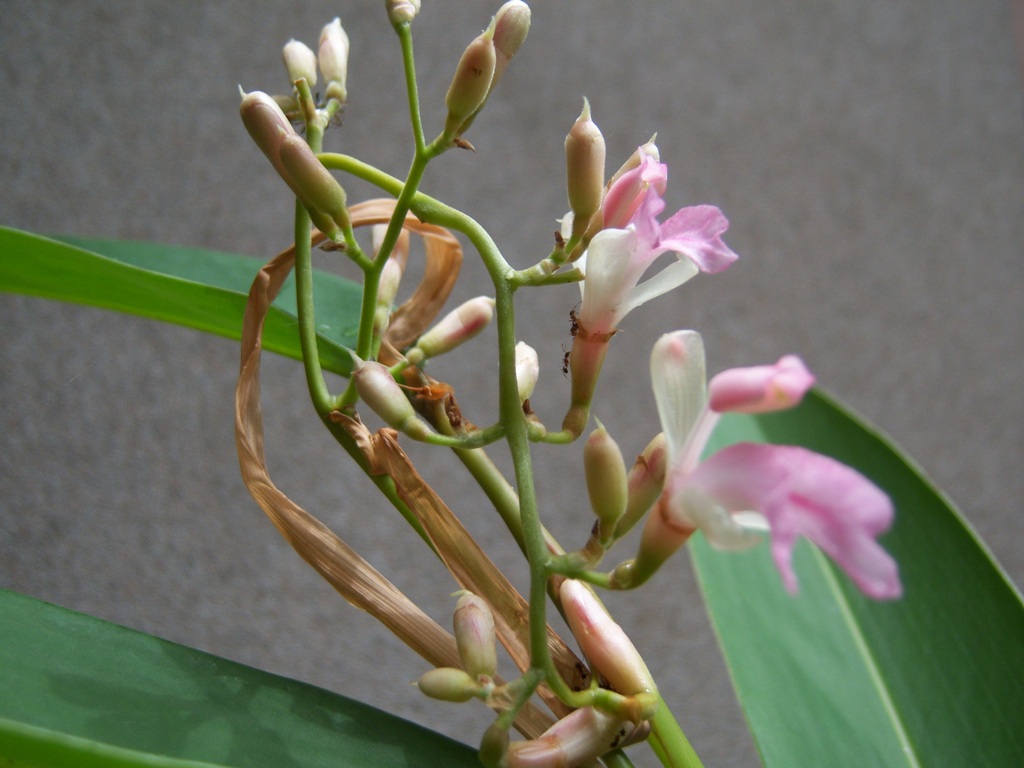 Alpinia nigra Inflorescence