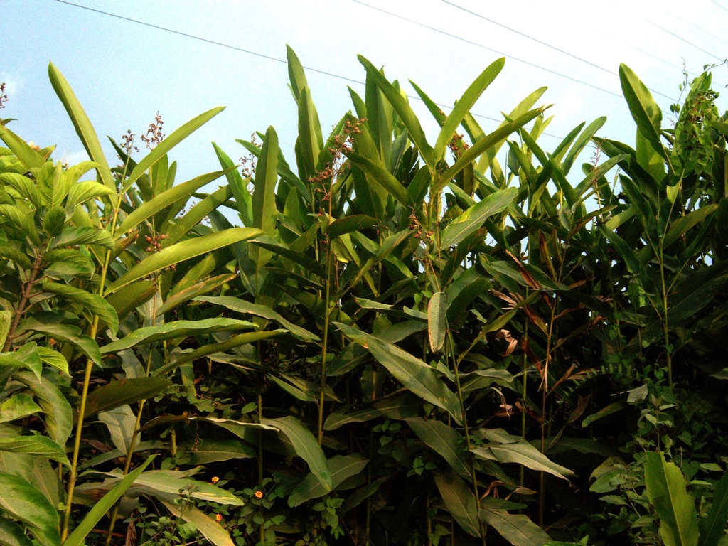 Alpinia nigra Plants