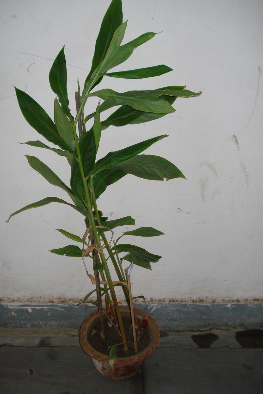 Amomum subulatum Whole plant
