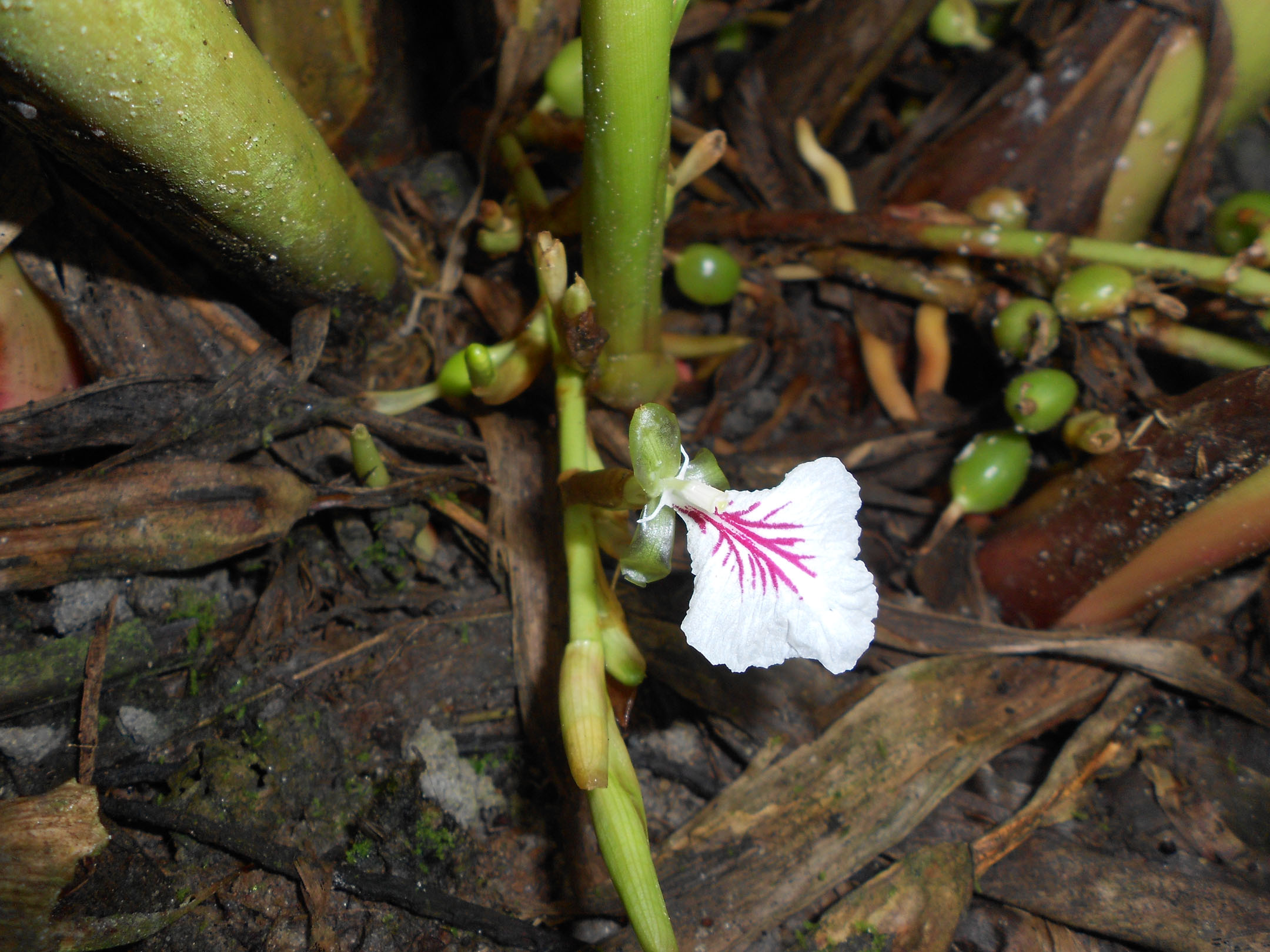 Amomum subulatum