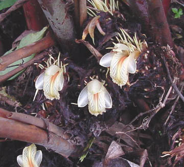 Amomum subulatum Flower