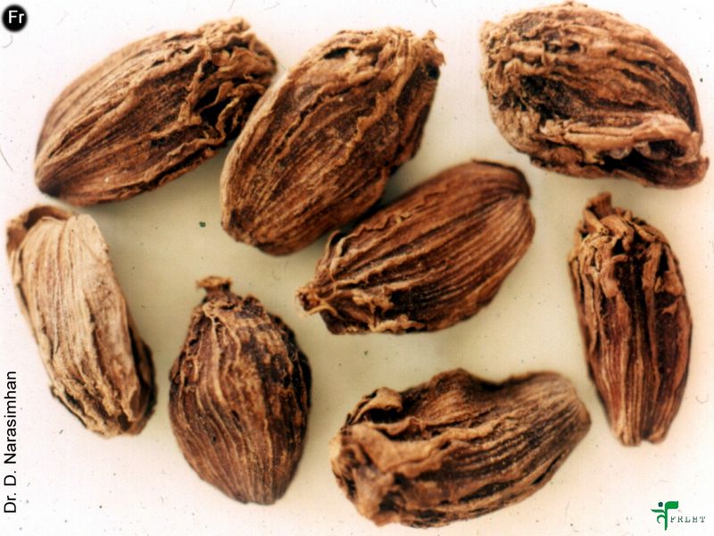 Amomum subulatum Seed