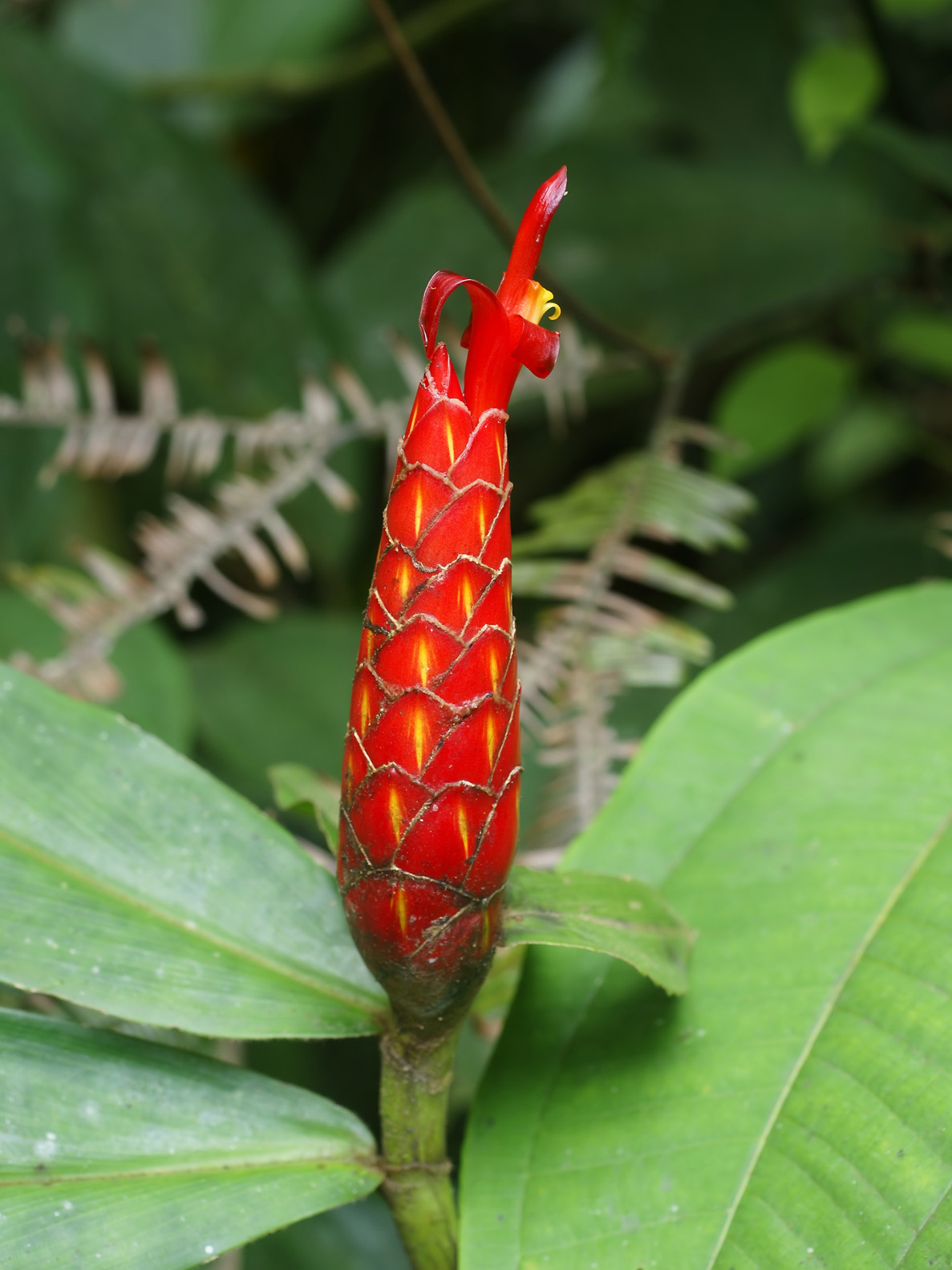 Costus pulverulentus © Hans Hillewaert 