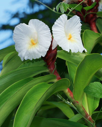 Costus speciosus © Forest & Kim Starr