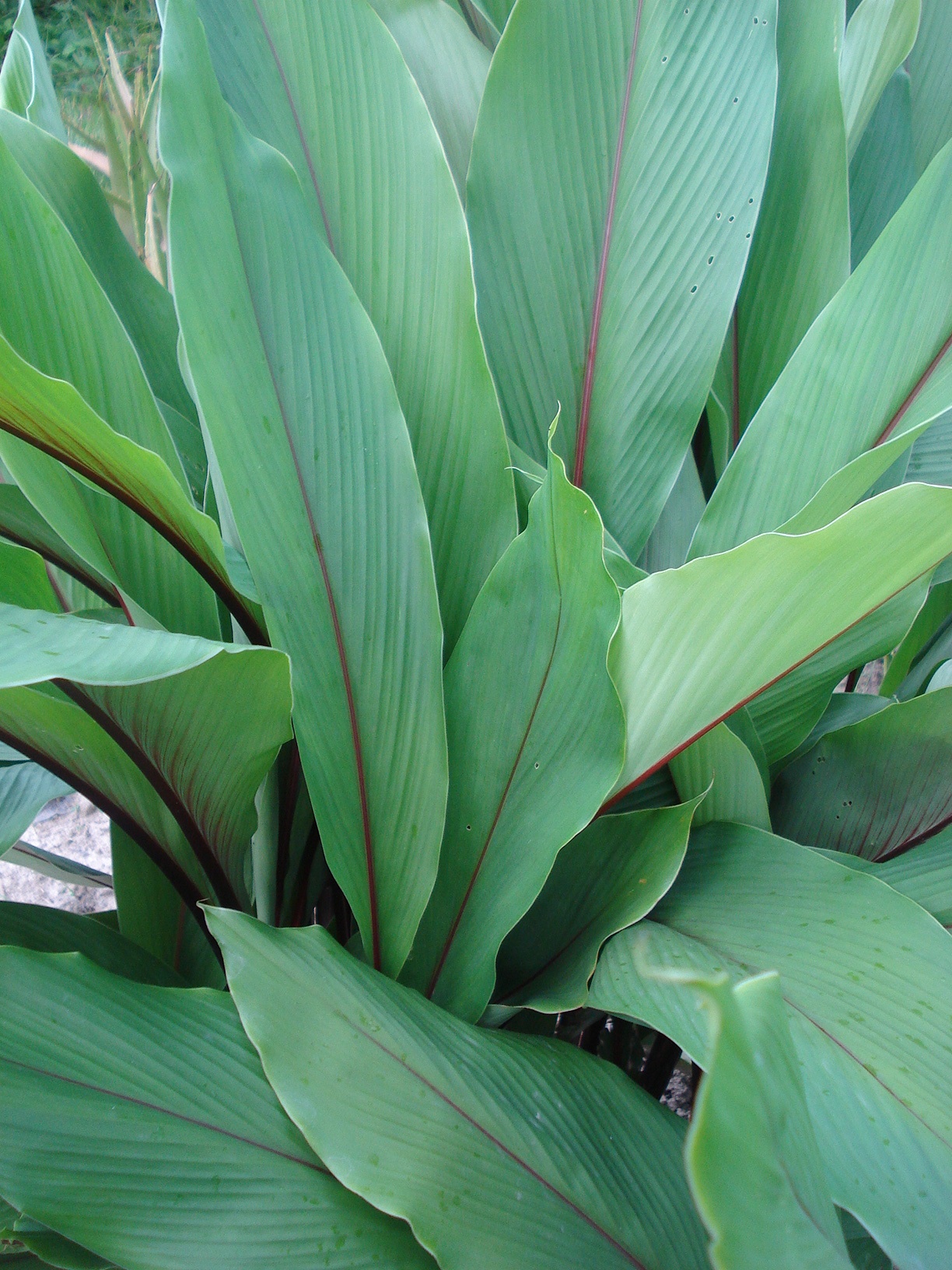 Curcuma