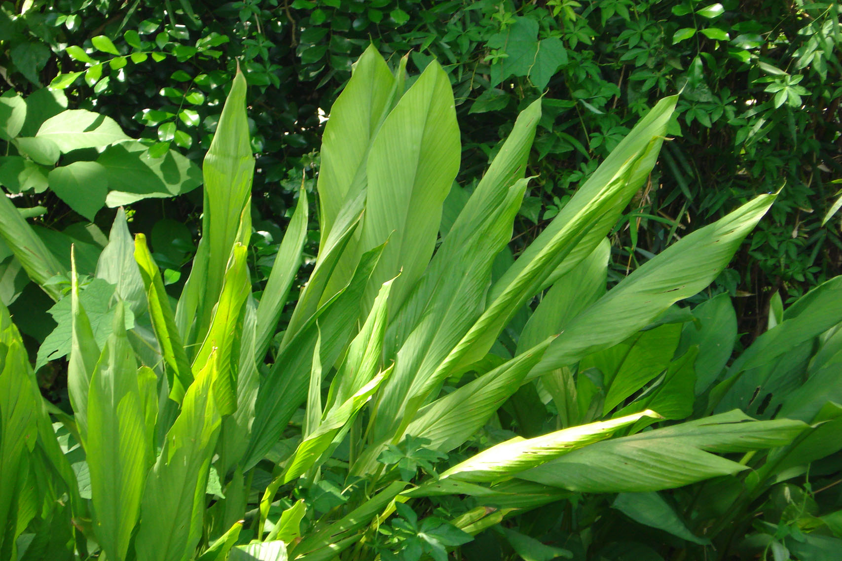 C. amada whole plant