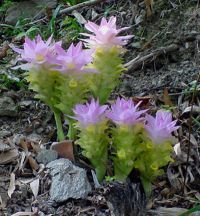 C. angustifolia whole plant