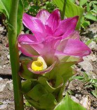 C. aromatica flower