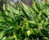 C. aromatica Leaves