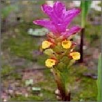 C. caesia Inflorescence