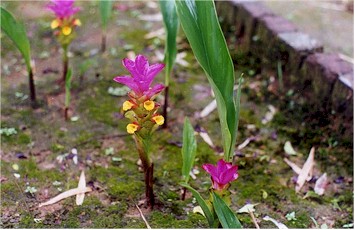 C. caesia whole plant