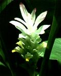 C. longa Inflorescence