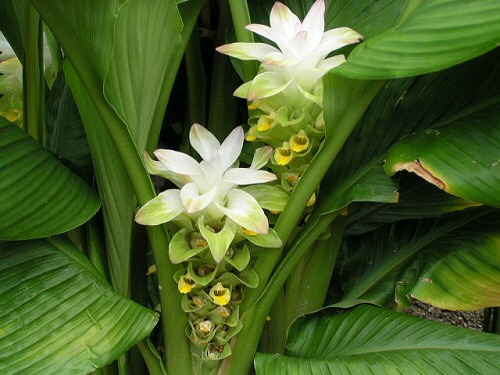 C. longa whole plant