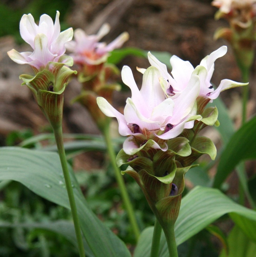 C. zedoria Flower