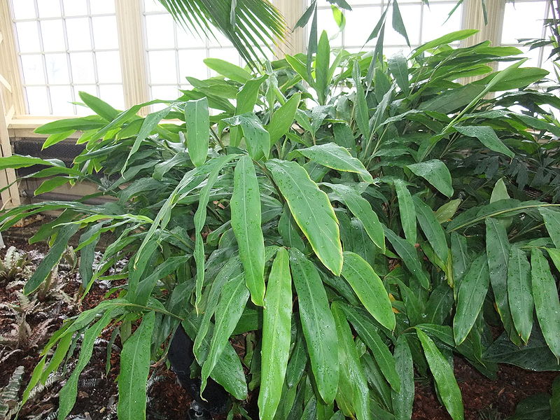Elettaria cardamomum Plant