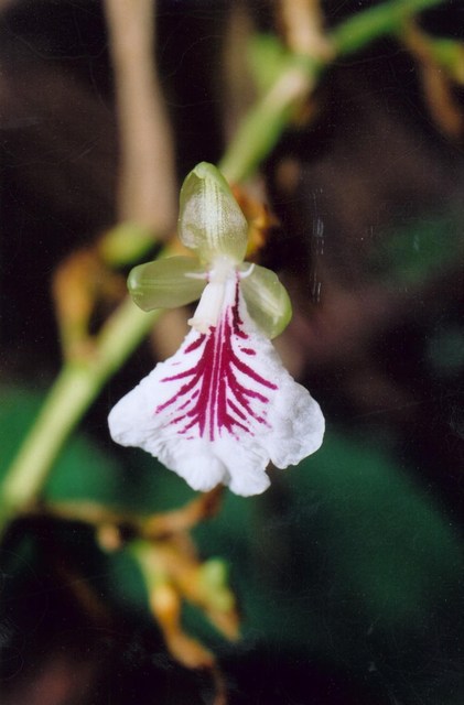 Elettaria cardamomum Flower