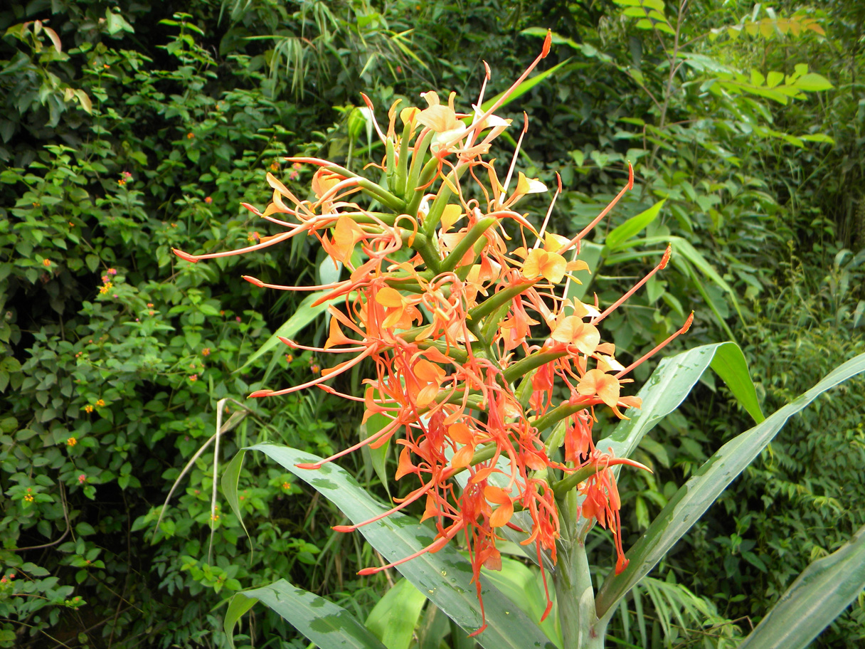 Hedychium auranatiacum