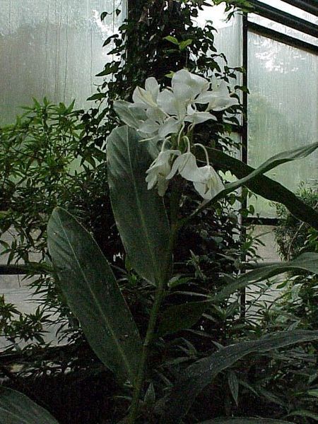 Hedychium coronarium