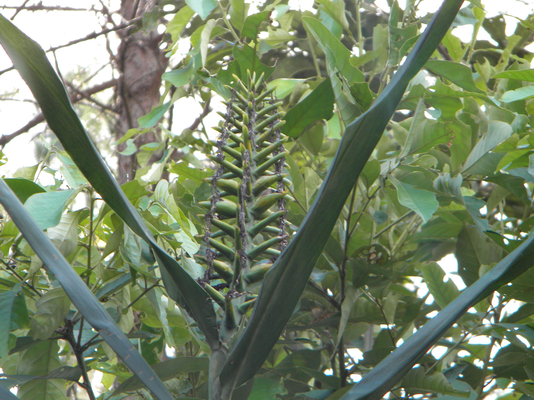 Hedychium coccineum Inflorescence