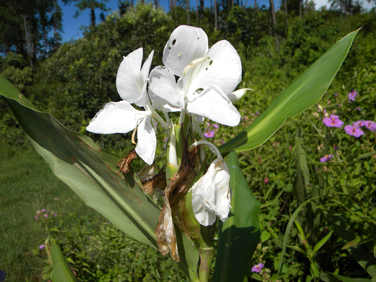 Hedychium coronarium