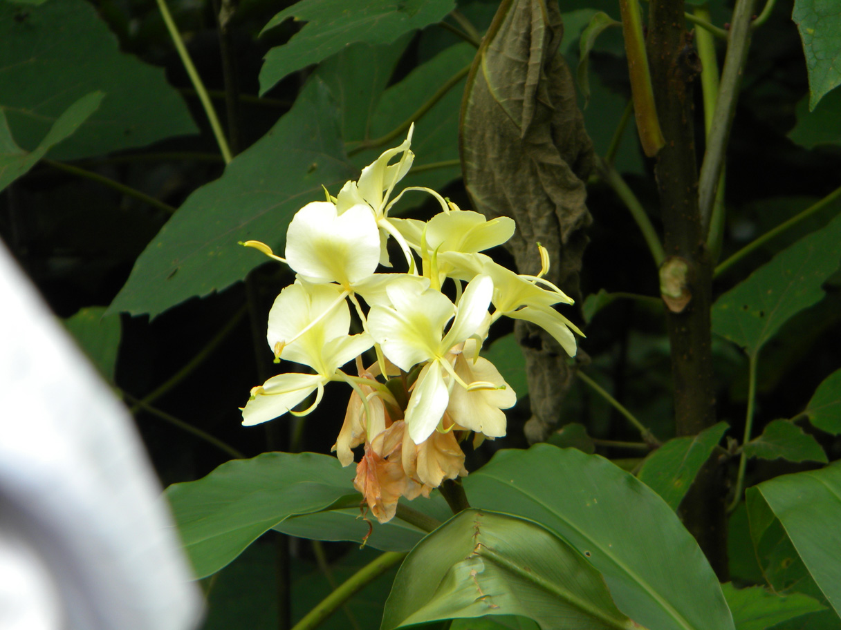 Hedychium flavescens