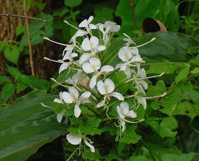 Hedychium forrestii