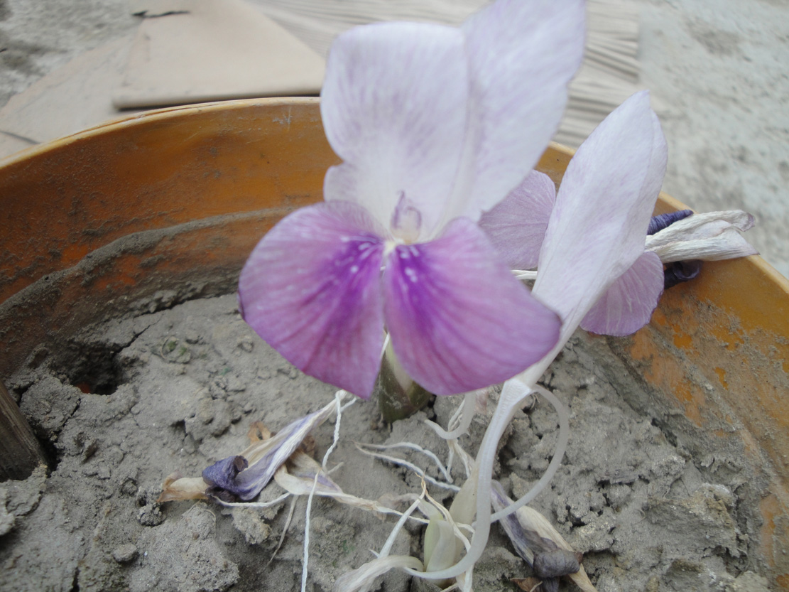 Kaempferia rotunda flower