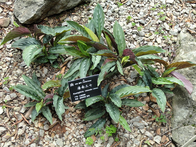 Kaempferia rotunda whole plant @ upload.wikimedia.org