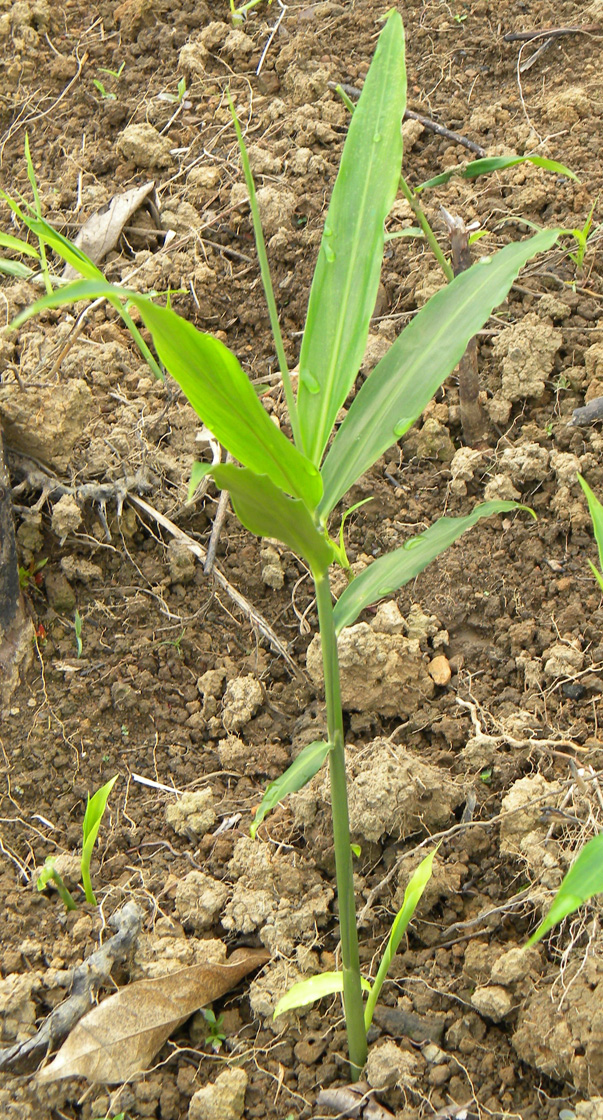 zingiber officinale whole plant