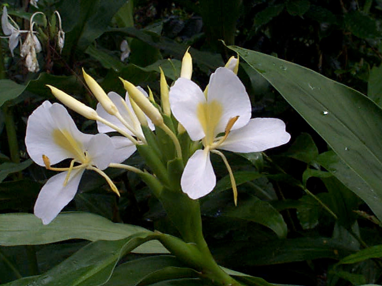 Hedychium coronarium by Wilder