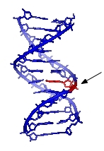 DNA Single Strand Break