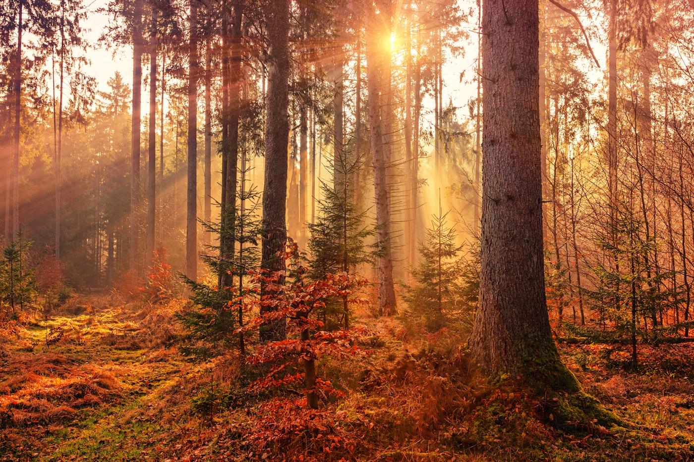 Tree Leaf Data Bank β leaves identified by ML