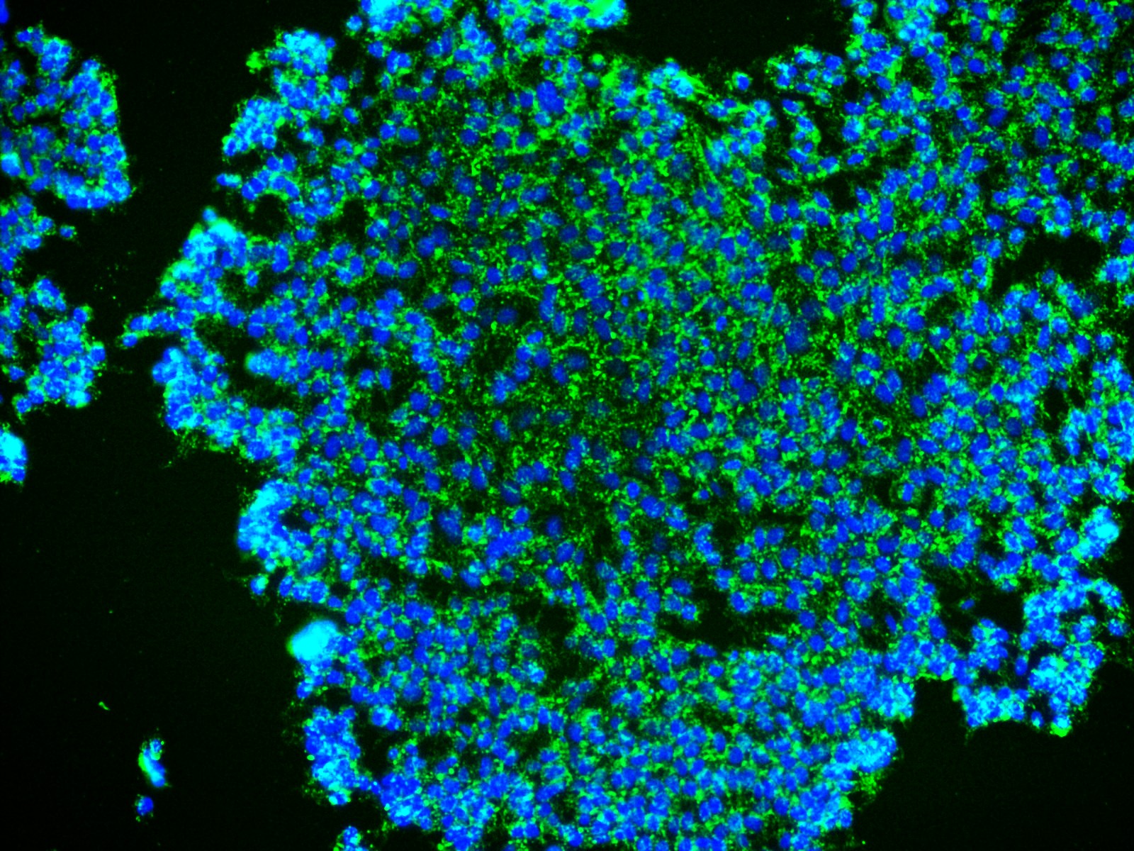 SCERM Lab Research Image 1