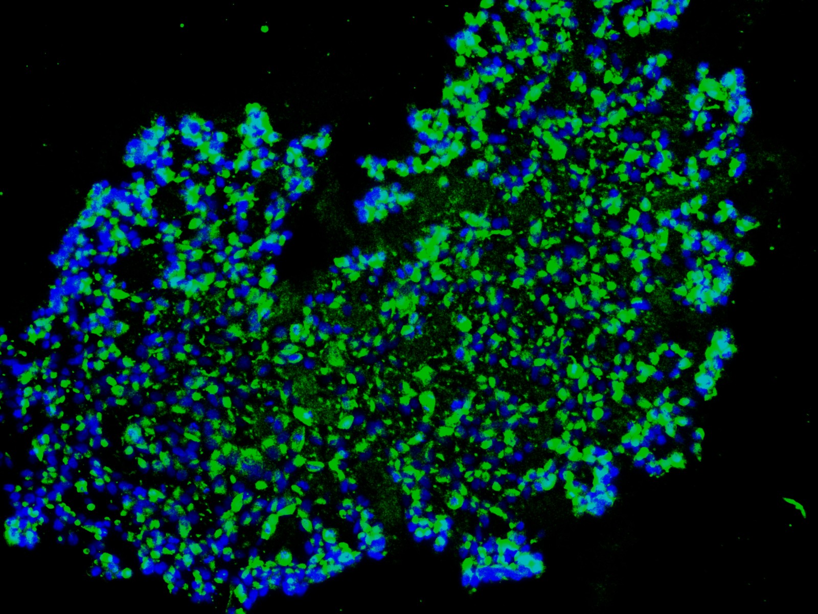 SCERM Lab Research Image 2