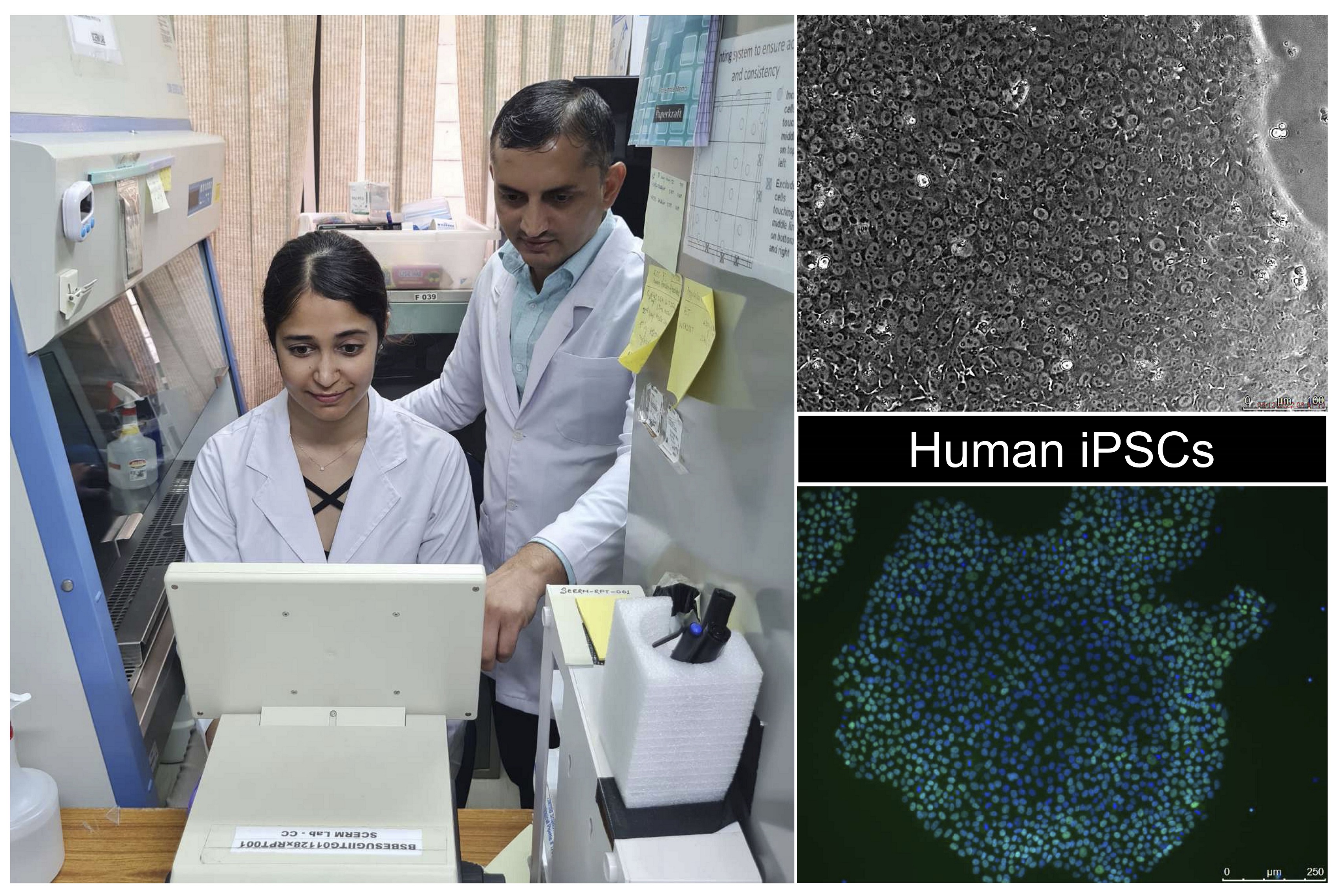 Multi Institutional team led by IIT Guwahati produces Pluripotent Stem Cells from Skin Cells