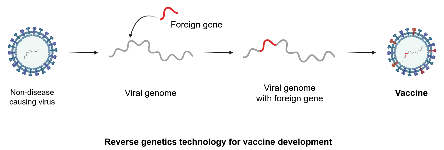 IIT Guwahati completes technology transfer to roll out the first recombinant vaccine for Swine Fever Virus